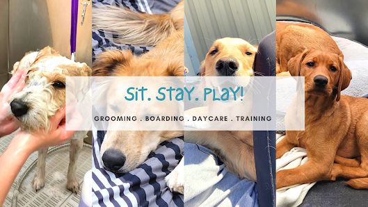 Crazy Tails Canine Services