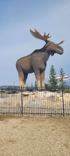 Meet Mac the Moose