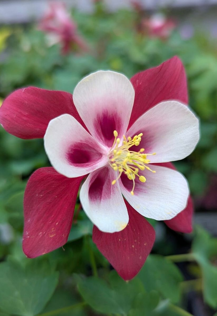 Garden Centre – John's Nursery