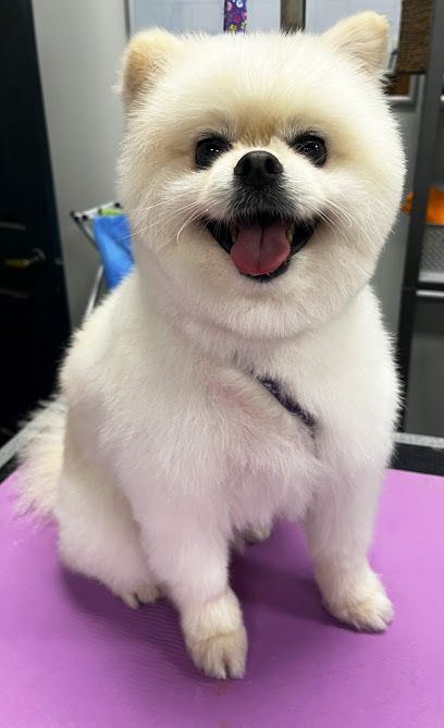 Golden Paw Dog Care