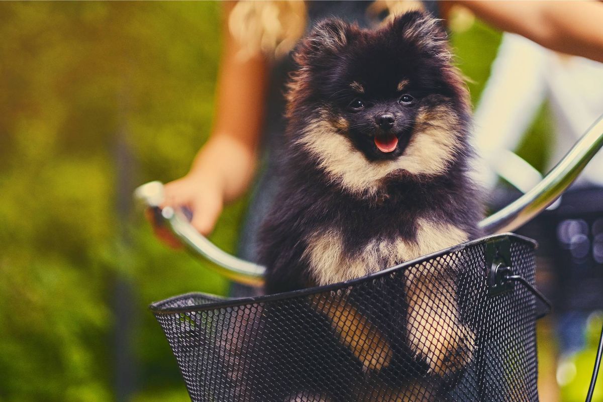 Best Vet Hospital In Cambridge, MA Cambridge Veterinary Care