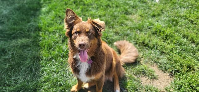 Pension Canine Mirabel