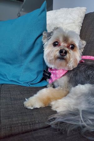 Au Chien Bleu Toilettage