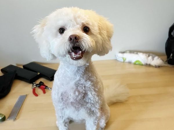 Maison wouf toilettage - House of wouf grooming