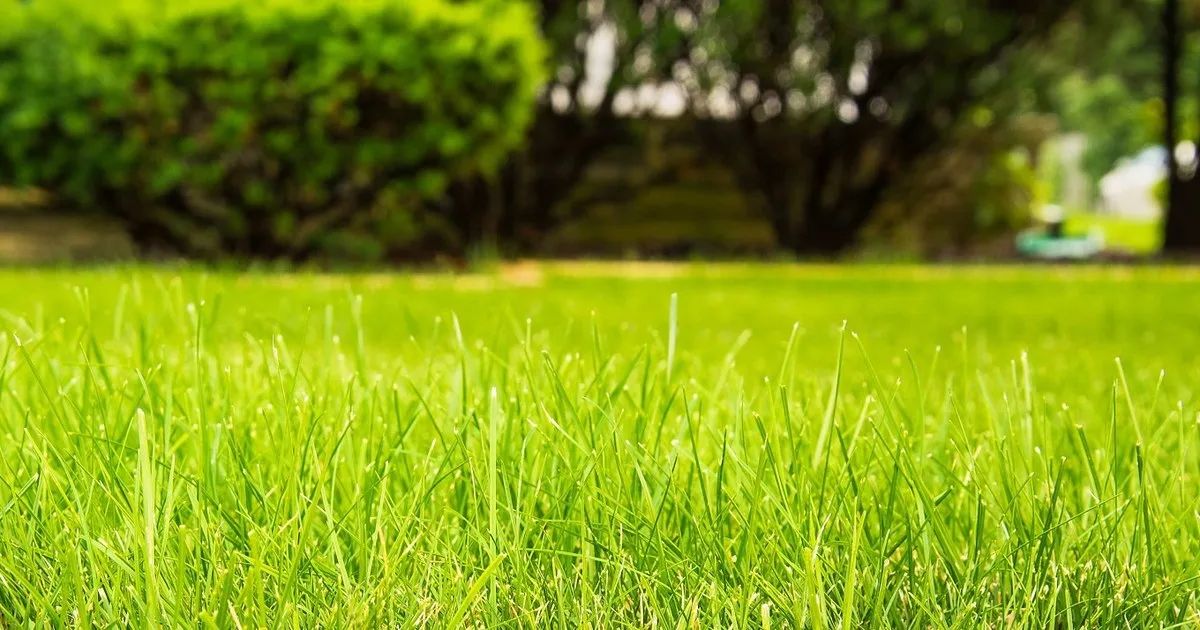 Lawn Care Burlington