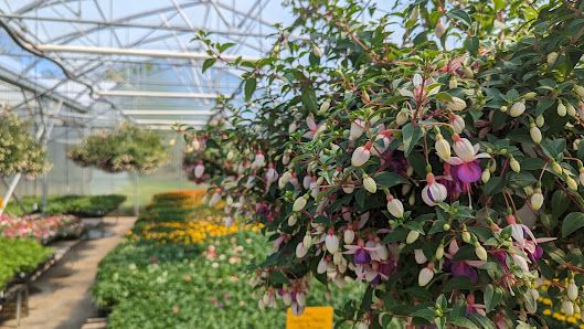Van Roodes Greenhouses Ltd.
