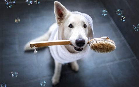 Toilettage Beauté Canine