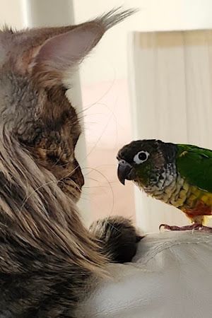 Animalerie Club Wouf-Miaou