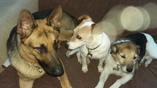 Gover Valley Kennels & Cattery – pet boarding – daycare