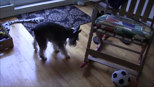 Heidi & Cie | Nourriture naturelle et produits pour chiens et chats