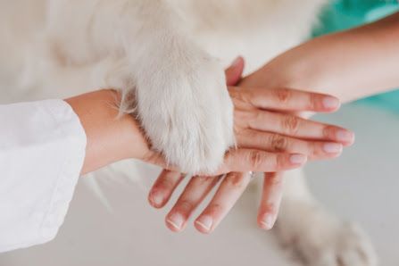 Central Park Animal Hospital