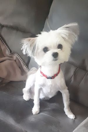 Chiens Chats et Cie