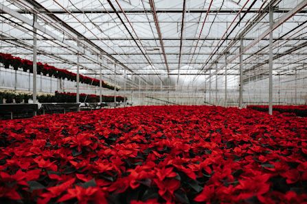 Vaandragernurseries