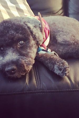 Coiffure Canine Limoilou