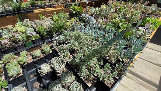 The Plant Farm