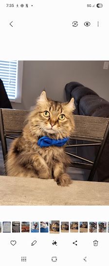 Toilettage Dieppe Dog and Cat Grooming