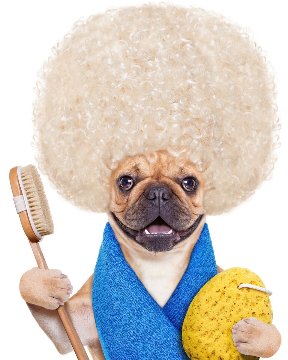 Dog Groomers