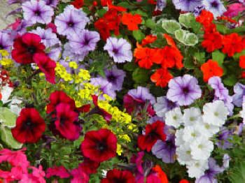 Garden Centres Cornwall