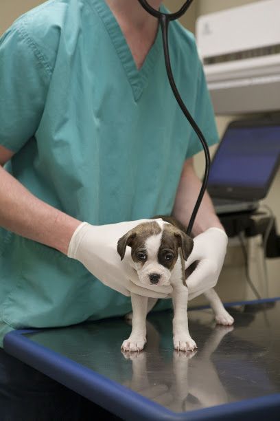 Langley Animal Clinic