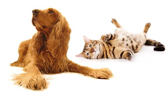 Westmount Animal Clinic Calgary