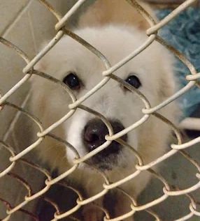 Niagara SPCA