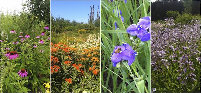Originnativeplants
