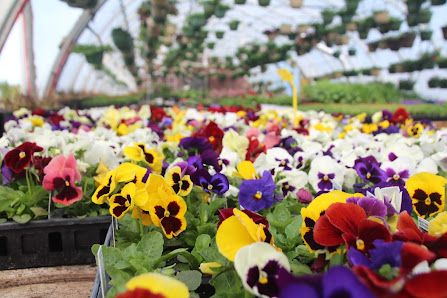 Northern Roots Garden Centre