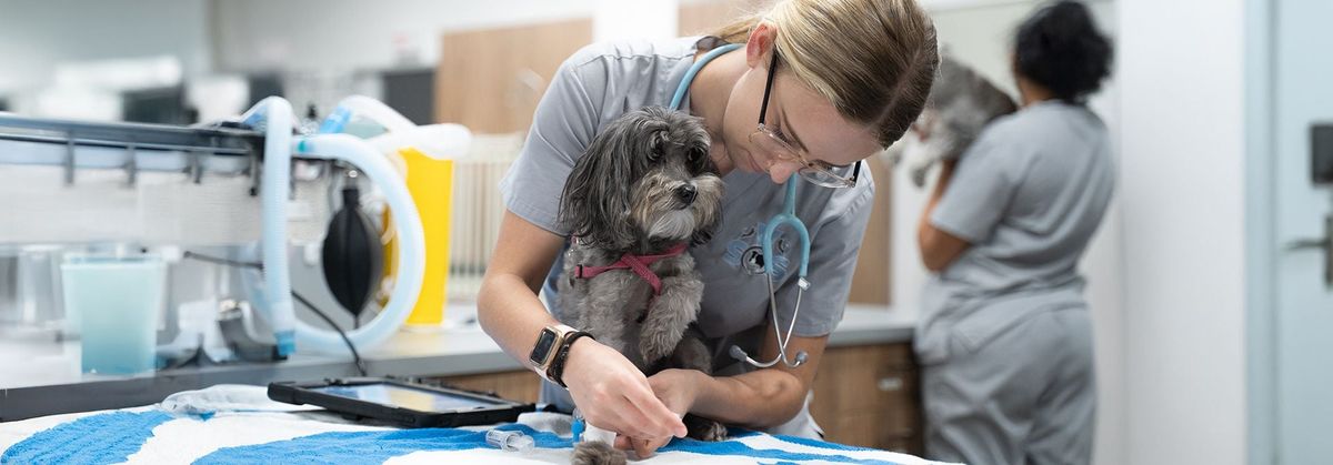 Veterinary Specialists of Sydney