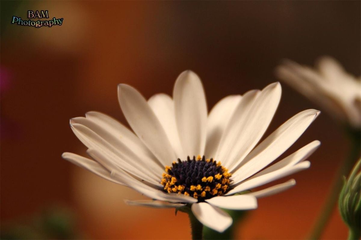 Bam Photography