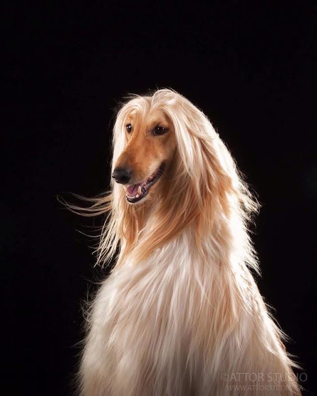 Tonte Toilettage Canin De L'Elégance