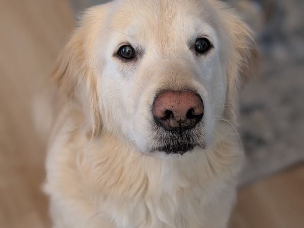 Toilettage valleyfield le luxe pour chien et chat