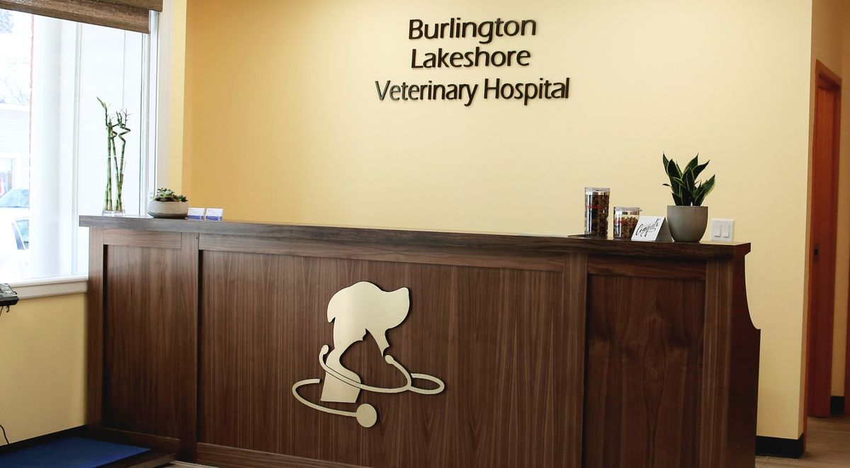 Burlington Vet