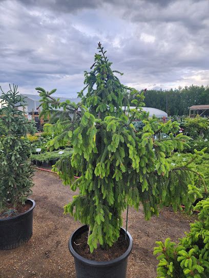 Sunstar Nurseries Ltd.