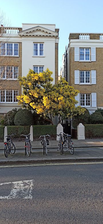 Katharine Hoskyns' St John's Wood garden