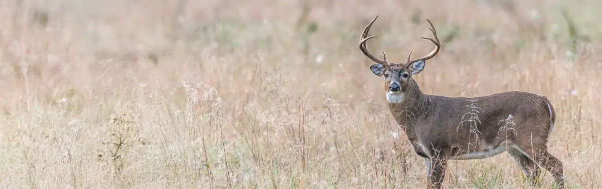Deer Herd Management
