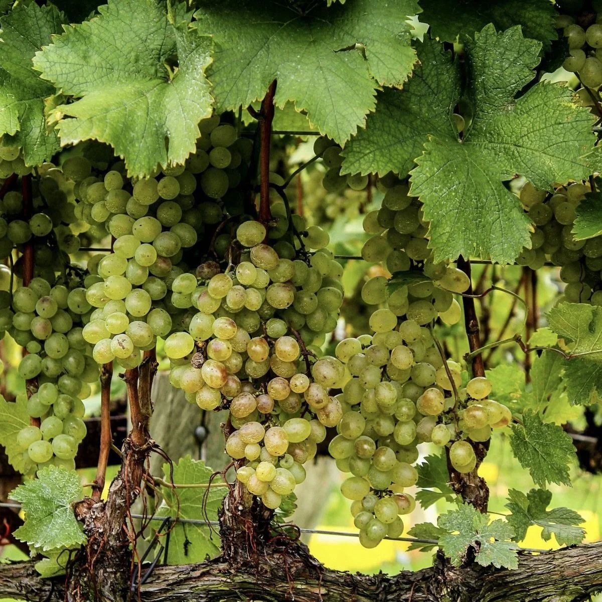 MÂCON — GET COOKING WITH BILL ST JOHN