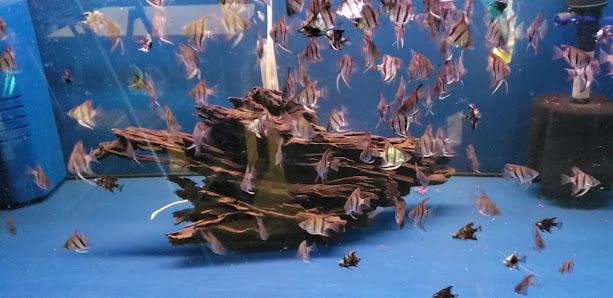Mississauga Aquarium