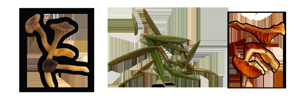 Fins produits forestiers au Saguenay