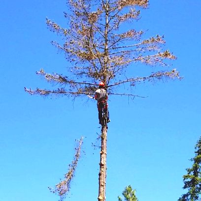 Okanagan Tree Removers