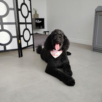 Oh La-La Toilettage & ImpeKable Cosmetic Dog Teeth Cleaning Salon