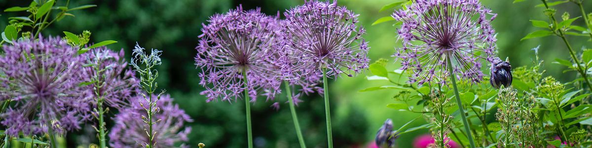 Créateurs de jardins Angleterre Royaume