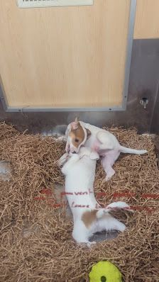 Centre d'animaux SAFARI Pet Center