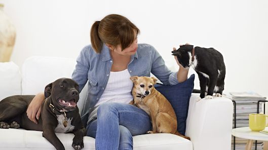 veterinaire mobile rive sud