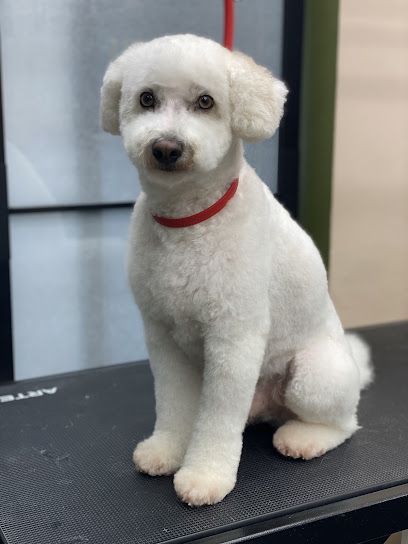 Wooflet Dog Grooming Studio