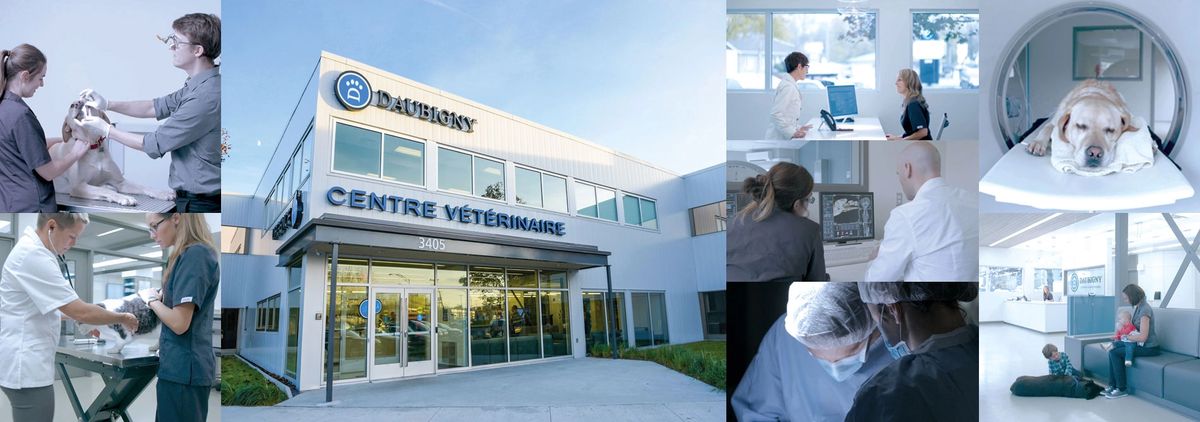 Services vétérinaires d'urgence à Québec