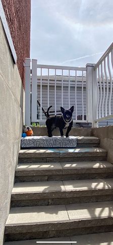 Beauté D'Animaux RDP