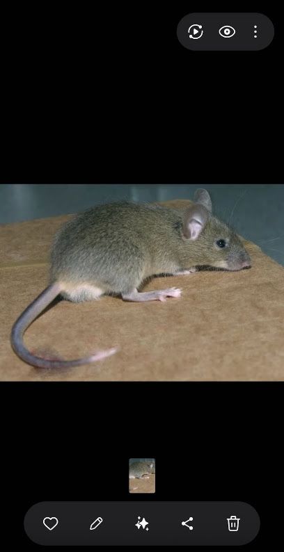 Verminix Gestion parasitaire et extermination