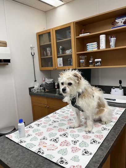 Capilanoanimalclinic