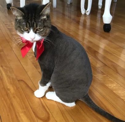 the mobile cat groomers