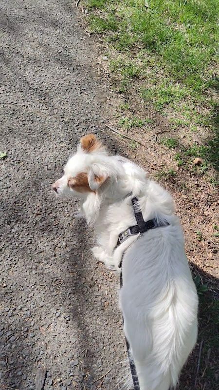 Canin Félin Longueuil